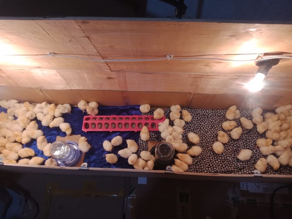 Адлер серебристый