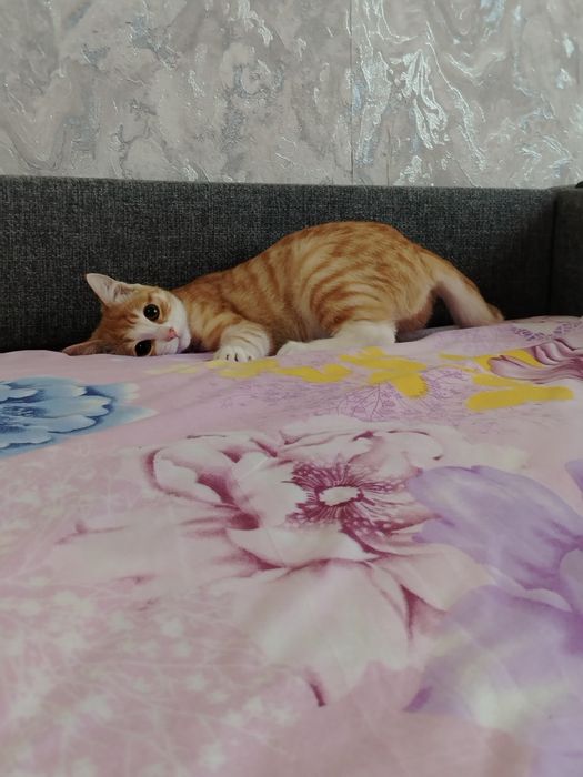 Отдам Кошку, бесплатно