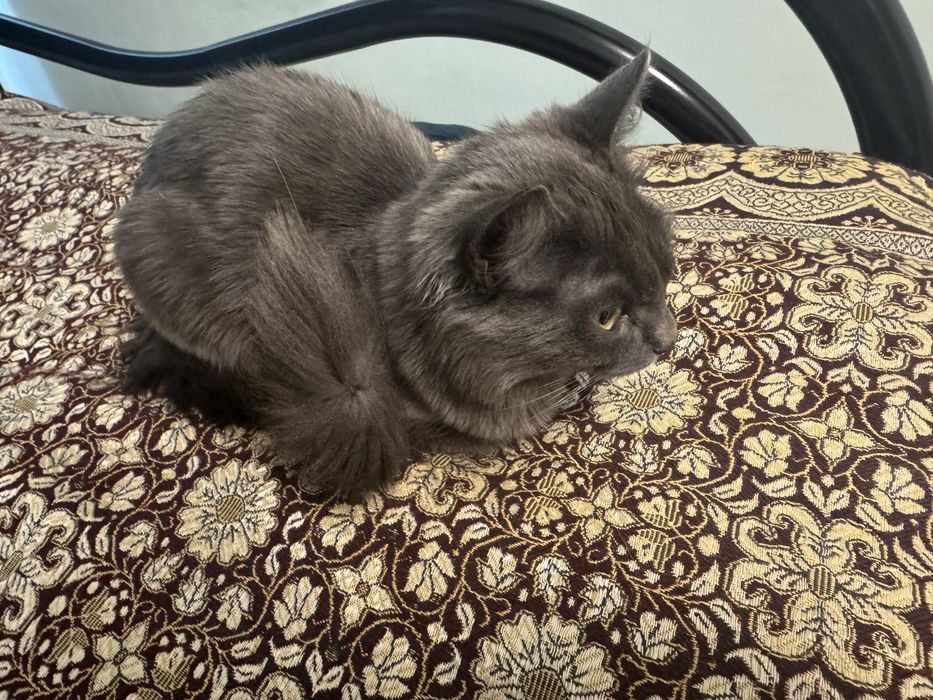 Кошка ищет дом.