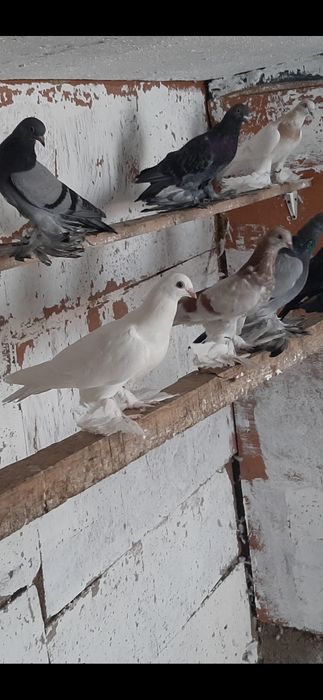 На  продажу   голуби