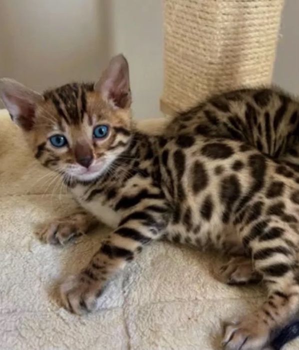 Бенгалски котета