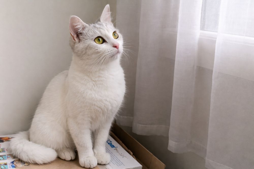 Ласковая кошка Сплюша