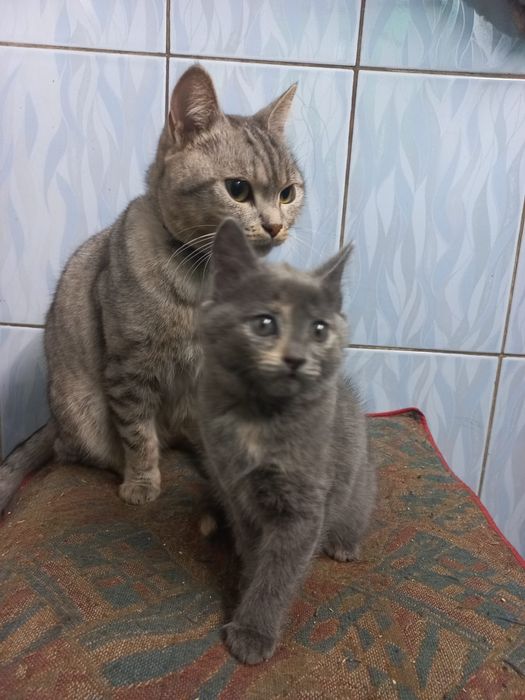 Отдам котенка девочка