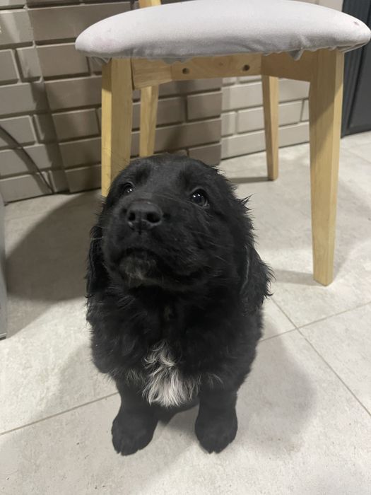 Продаю щенка черного