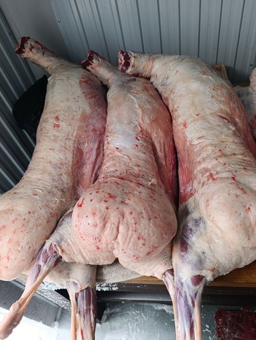 Продам баран продам