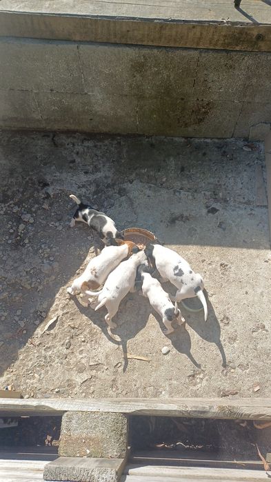 Catei jack russel