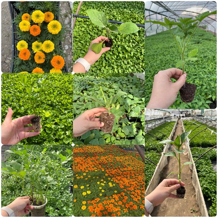 Rasad legume de vanzare! Calitate garantata! Direct de la producator