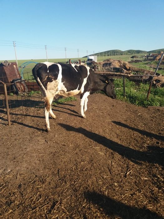 Продам молодую корову