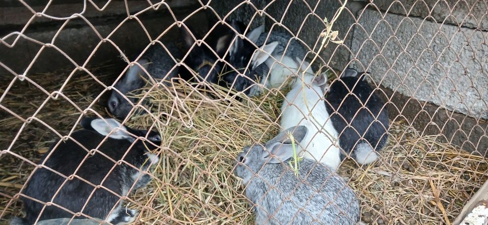 Куен болалари болалари