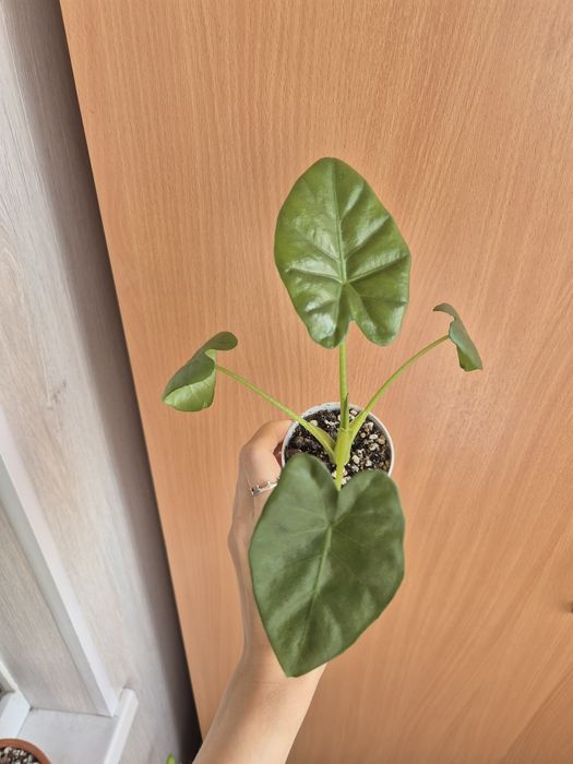 Алоказия Одора лечебная