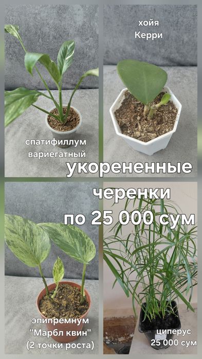 Комнатные цветы недорого