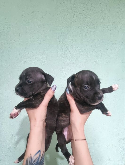 Американский стаффордширский терьер