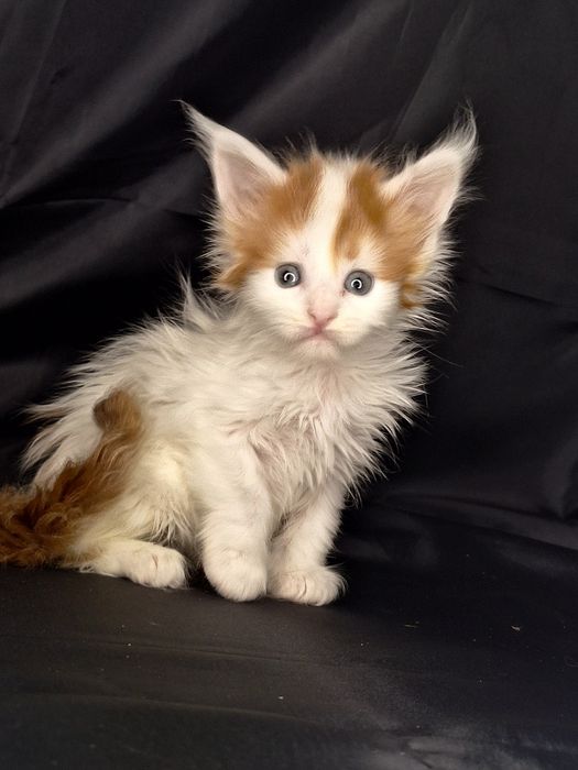 Самые кистявые куны в Казахстане !