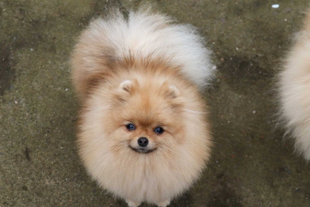 Миниатюрно момиченце померан с родословие FCI