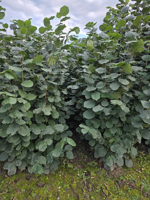 Aluni -rădăcină liberă - Bollwiler si Tonda Gentile Romana