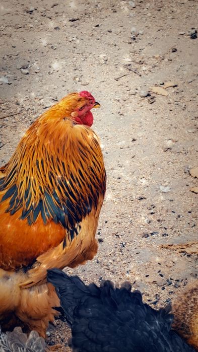 Vînd cocoș rasa BRAHMA pentru montă