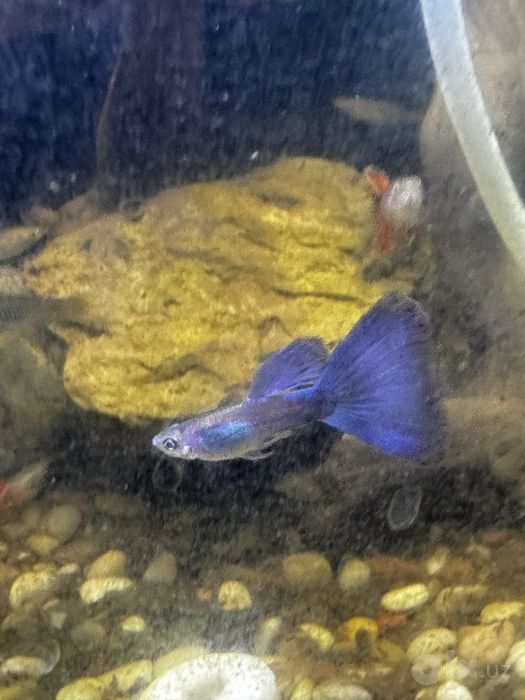 Guppilar sotiladi