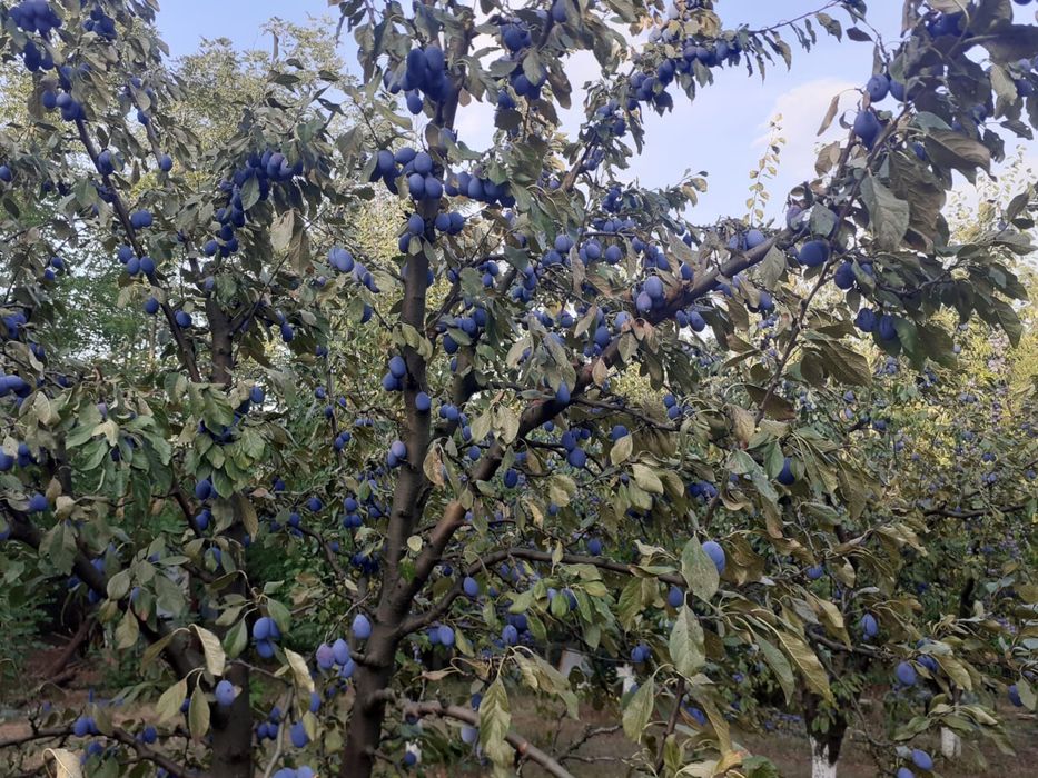 Vand prune pentru tuica
