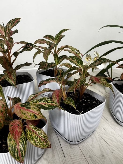 Комнатные цветы  Бөлме гүлдері арзан бағада