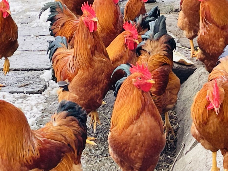 Cocosi tineri New Hampshire