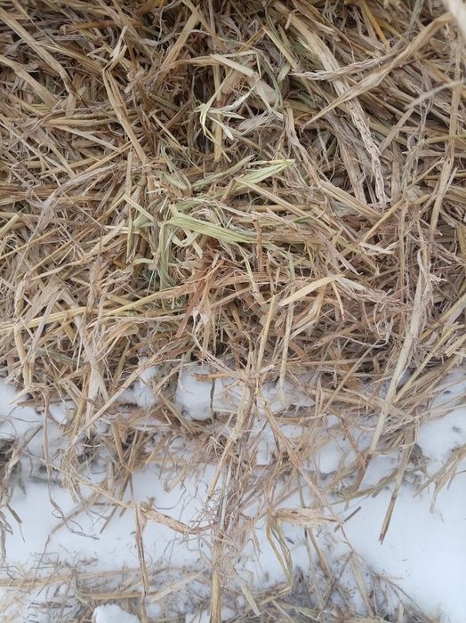 Продам ячменую Салому самовывоз