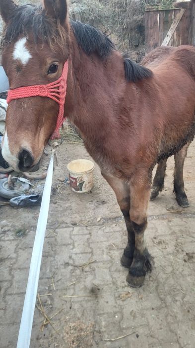 Vând o mânză de șapte luni mai multe detalii la telfon sau schimb