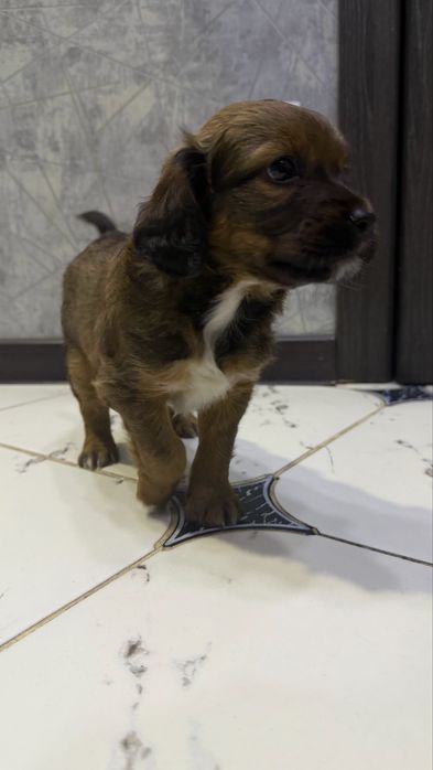 Щенок 1,5 месяца