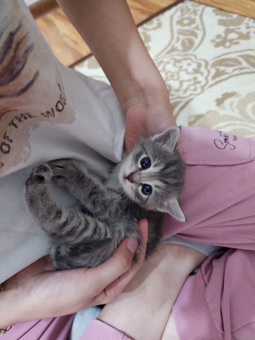 Мушук боласини бераман.