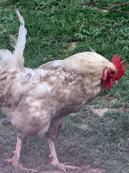 Домашние куры петухи