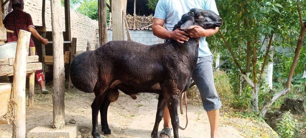 Qassob serviz hallol va sifatli