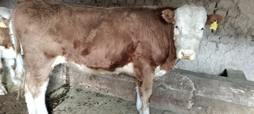 Парода өгіздер сатылады