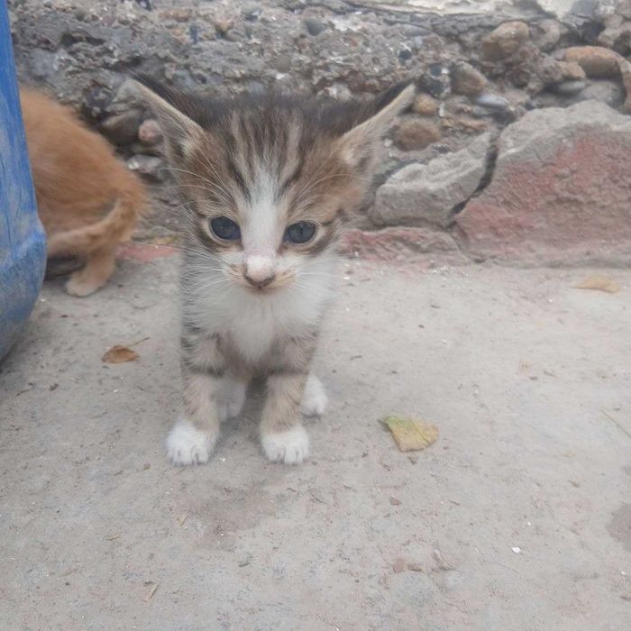 Отдам котят в хорошие руки!