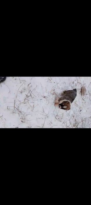 Продам суку алабая 1 месец