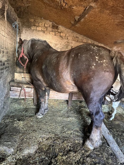 Vând iapă ciocolatie de 8 ani