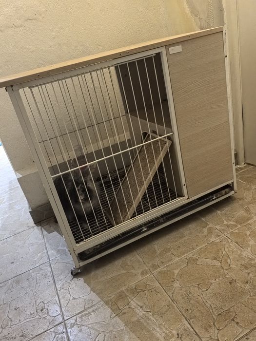 Donez Iepuraș rasă Englezeasca pentru familie sau iubitori de animale