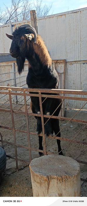 Теке сатылады. Саудасы бар.