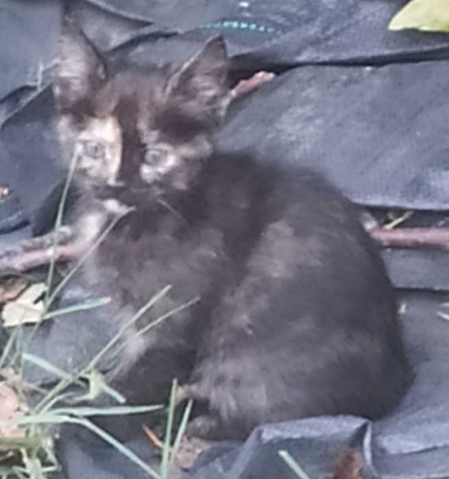 Подарявам котенца