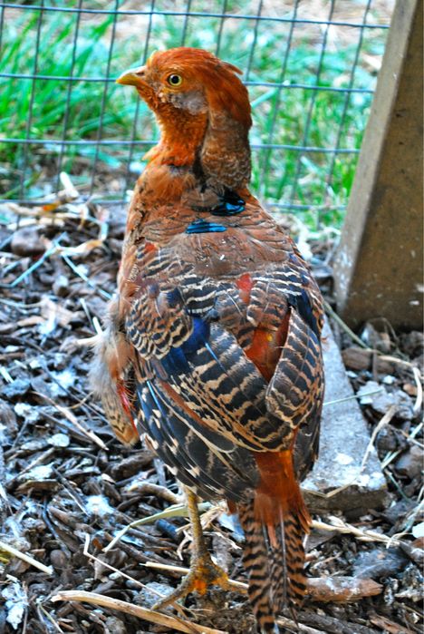 Fazani auriu pe rosu