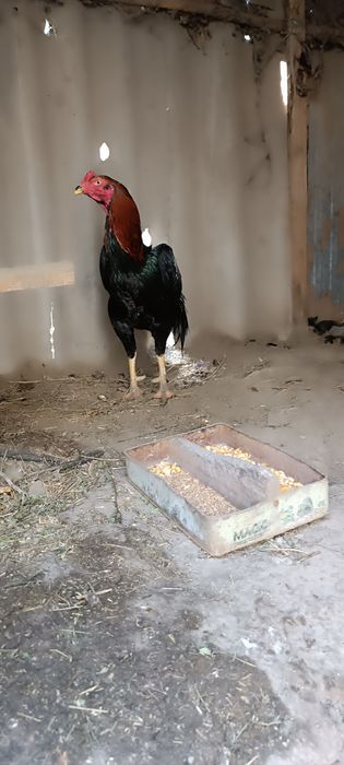 Продам дакан туляк