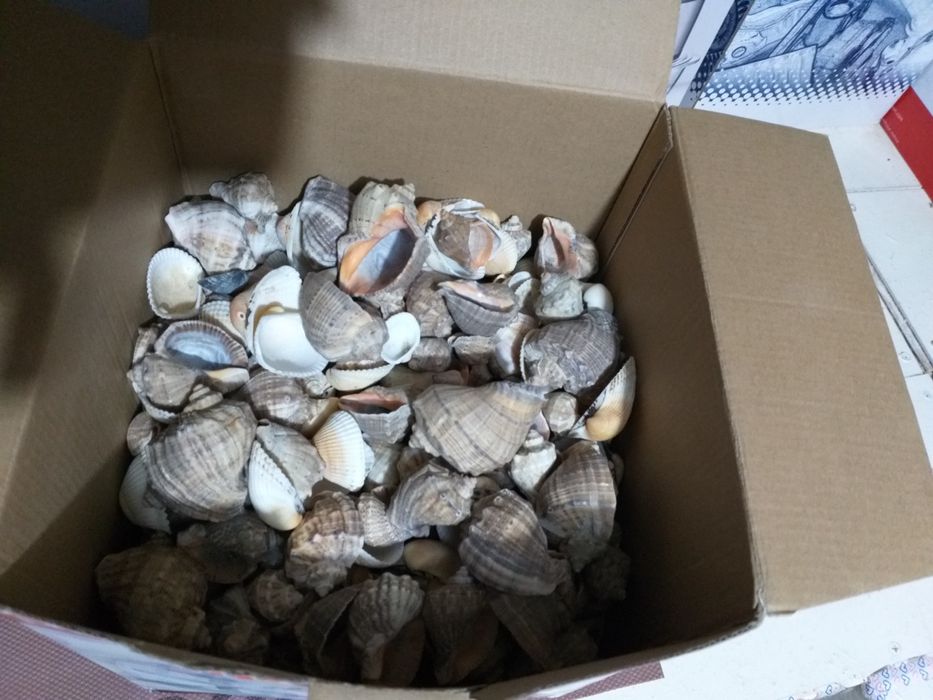 5 kg De Melci Si Scoici  Mare Pentru diferite Proiecte