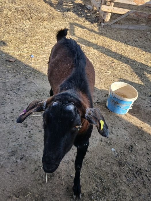 Нубий теке 3жас жарым