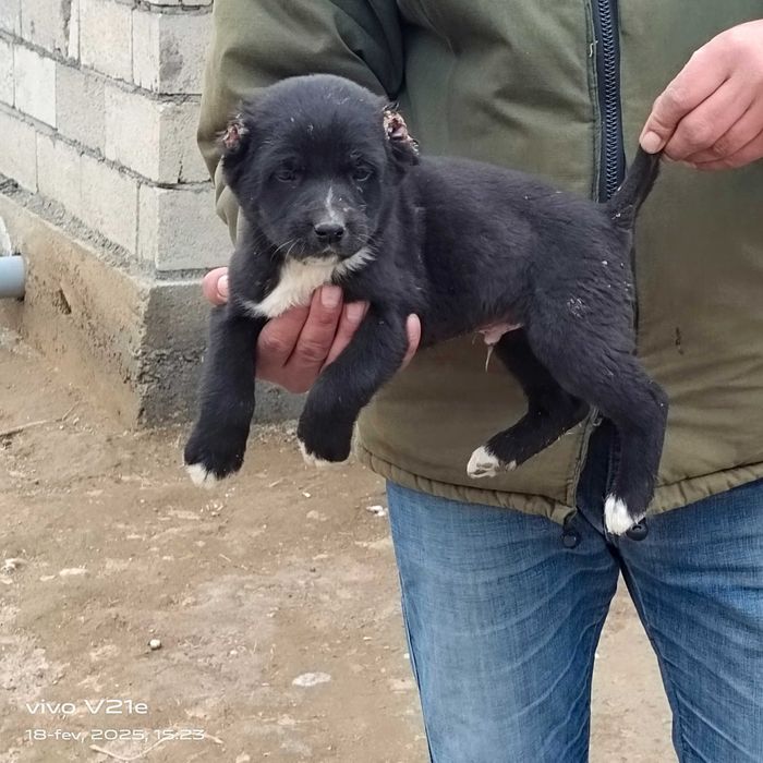 Alabay choʻpon it bolalar sotiladi 5ta erkak 2ta ayol narxi 550 mindan