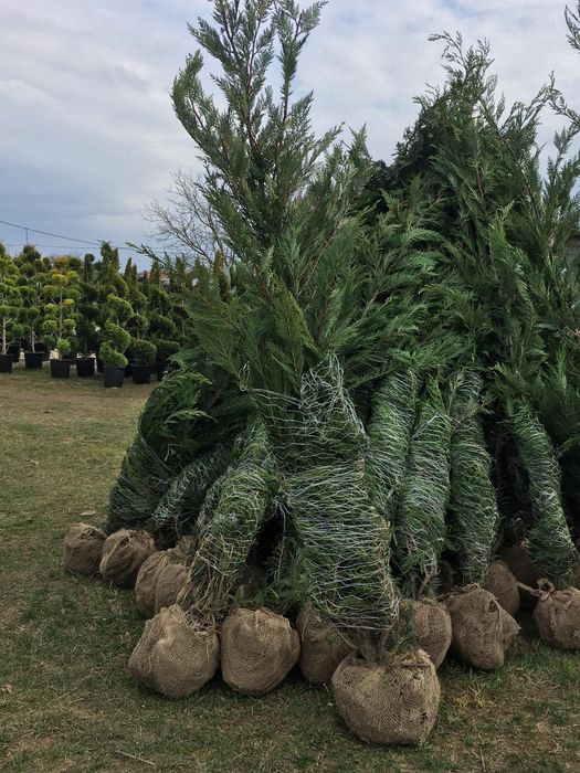 Tuia leylandii chiparos la oferta