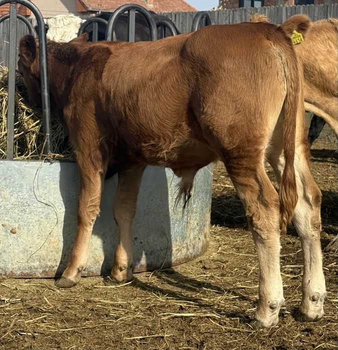 3 taurasi baltati