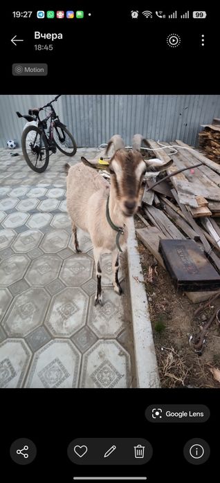 Продам молочную козочку
