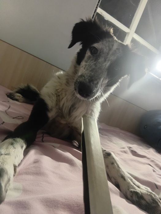 Собака девочка 4 месяца