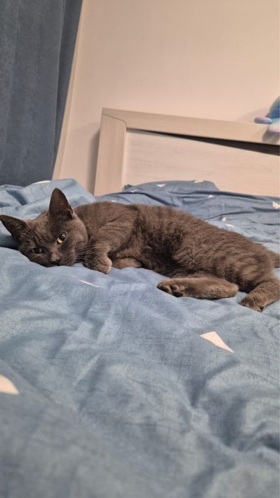 Кошка в добрые руки!