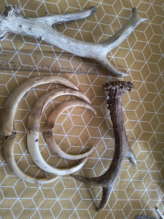 Рогчета сръндак две бройки