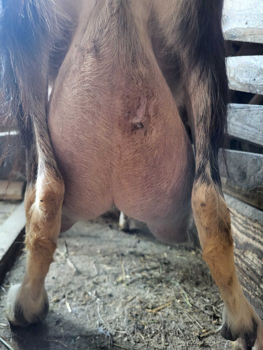 Vand lot de capre lactatie