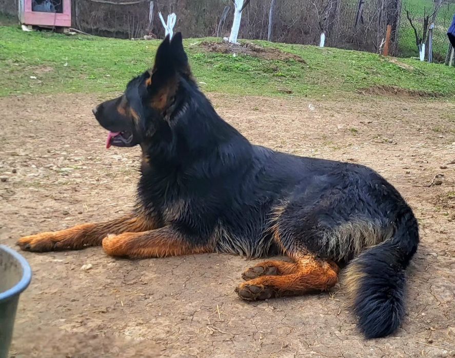 Ciobanesc german